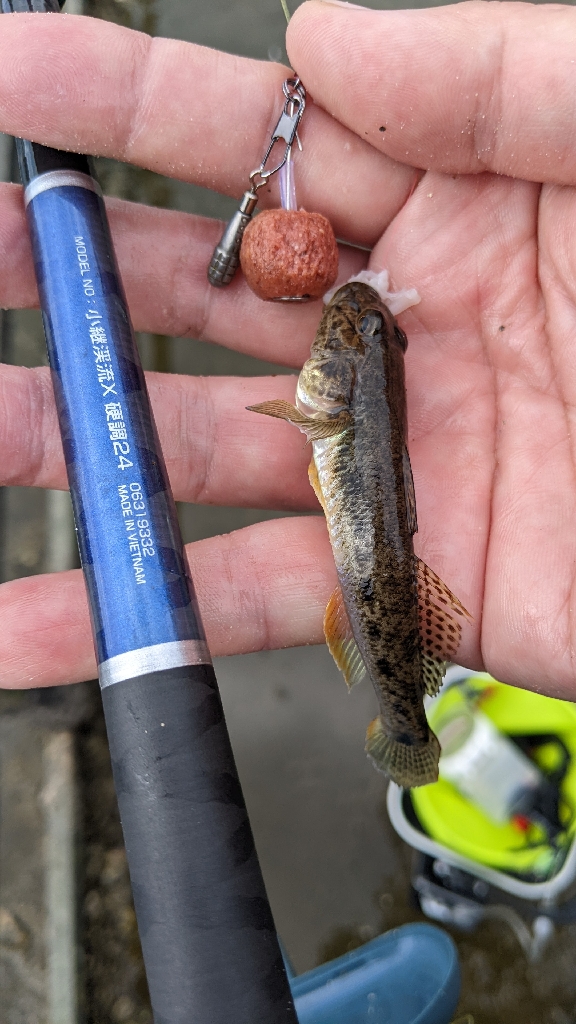 境川 ハゼ 青潮の不安