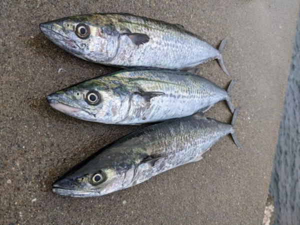 見渡す限りでNo.1