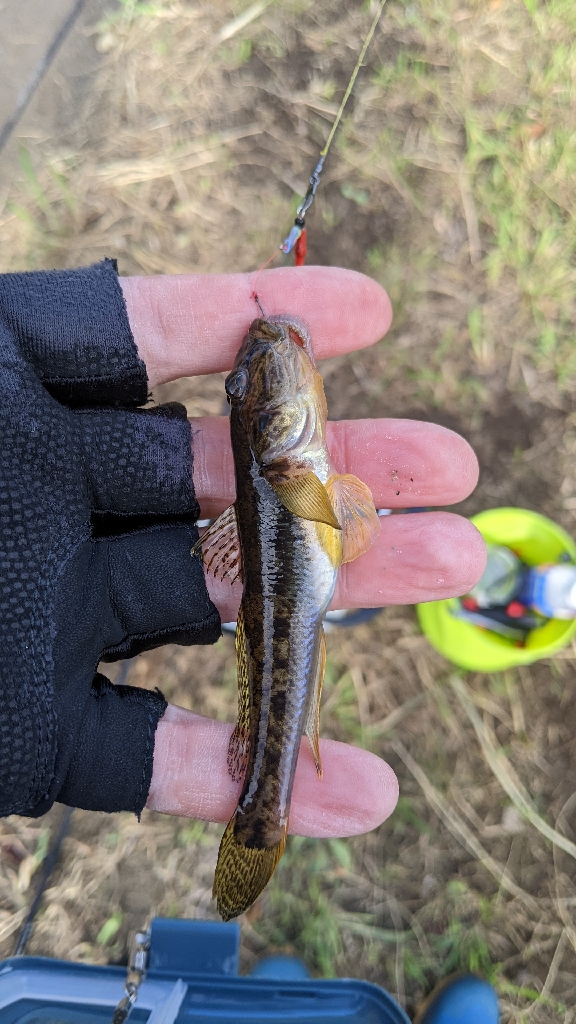 旧中川 ハゼ 32匹