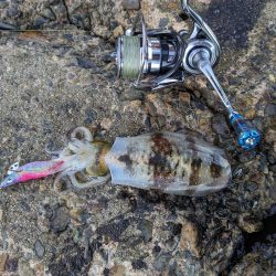 毎年恒例コラボエギングで17杯(・x・*)