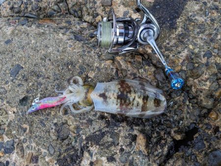 毎年恒例コラボエギングで17杯(・x・*)