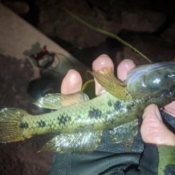 旧中川　落ちハゼ　夜釣り