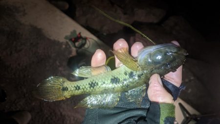 旧中川　落ちハゼ　夜釣り