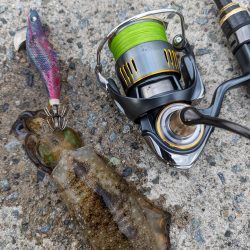 エギング、アジング、ハタゲーム