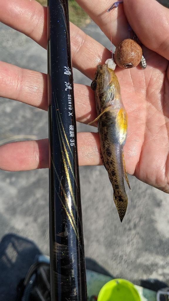 旧中川ハゼ 夜釣り完敗