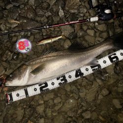 落ち鮎リバーシーバス