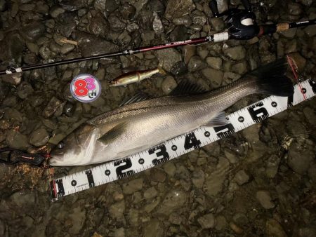 落ち鮎リバーシーバス