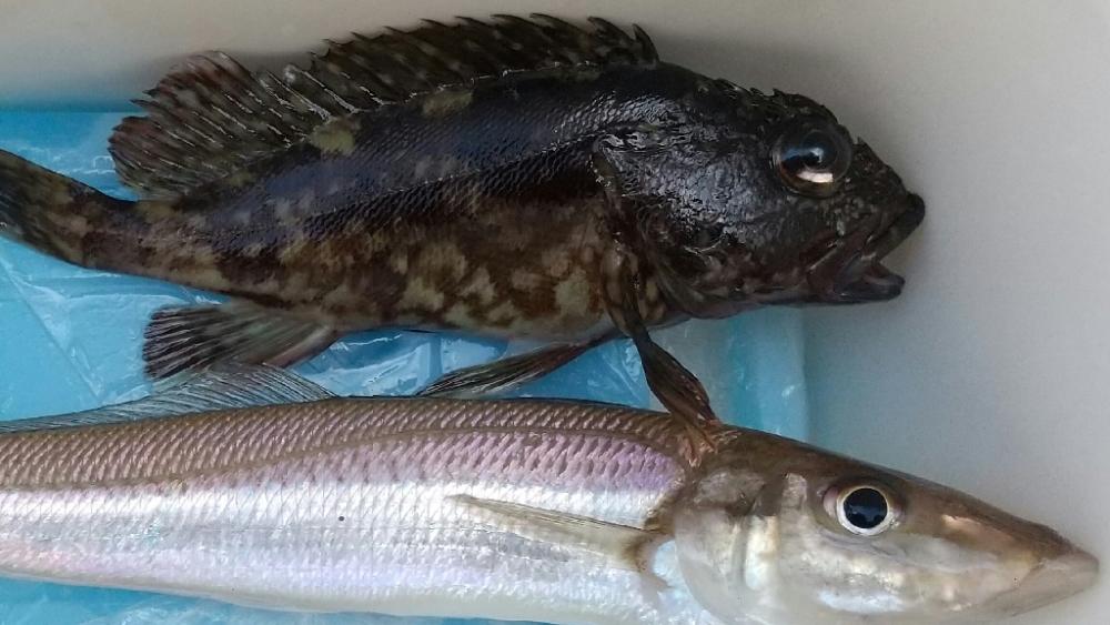 キスのち穴釣り