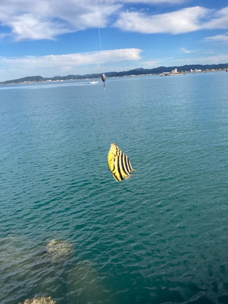 ひっさびさのイカ！