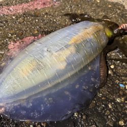 今季初のキロアップ