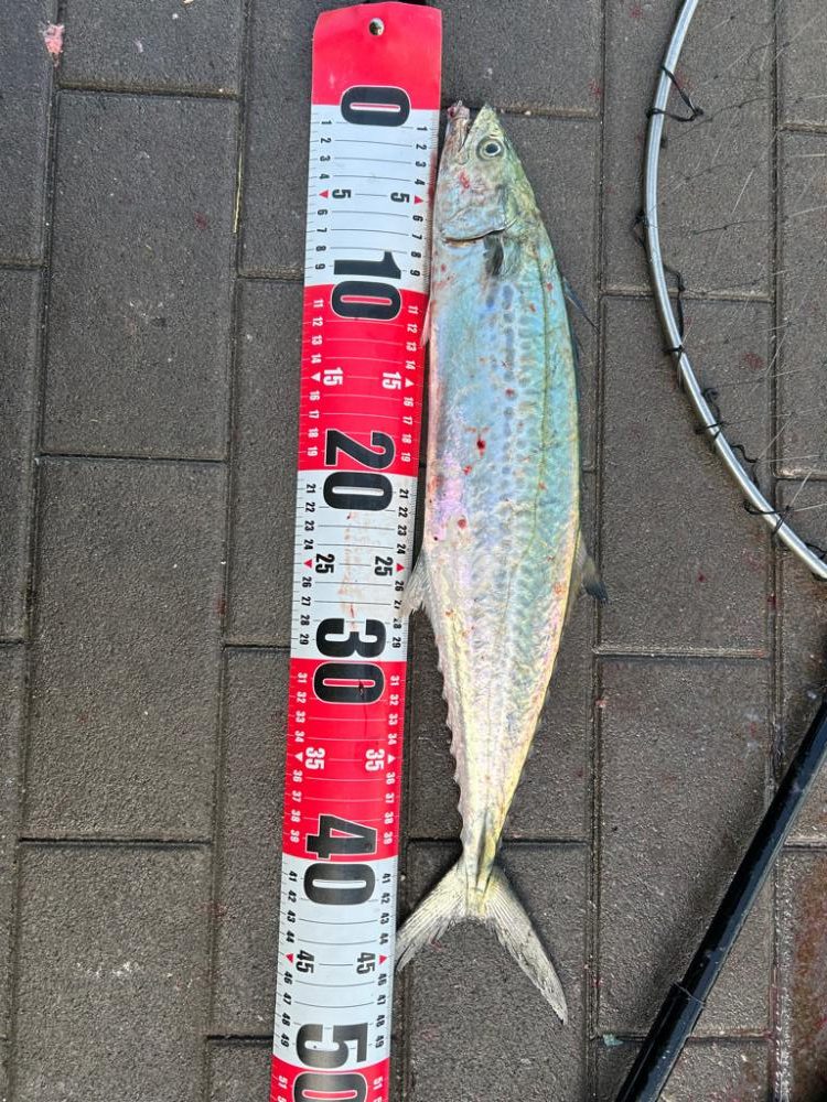 ようやく釣れた