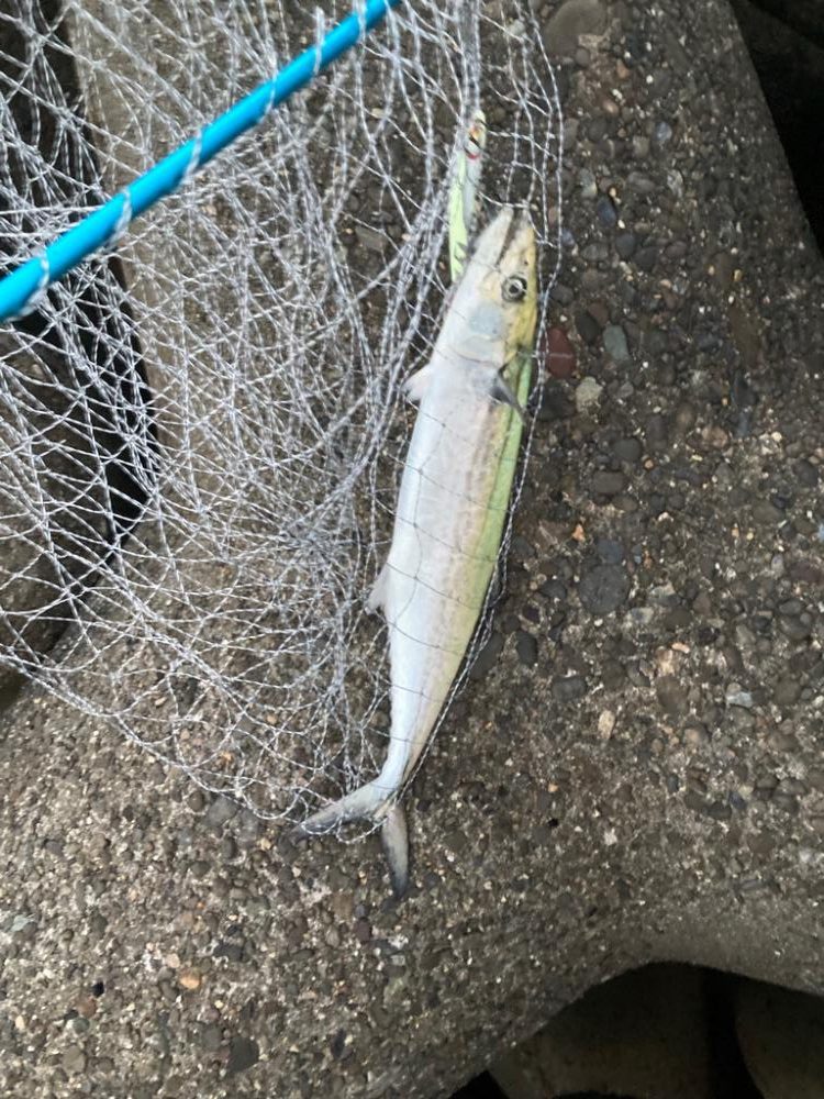 ショアジギングでサゴシ