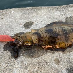 スクイッドジャンキーはオレンジが強いにゃ？