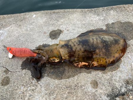 スクイッドジャンキーはオレンジが強いにゃ？