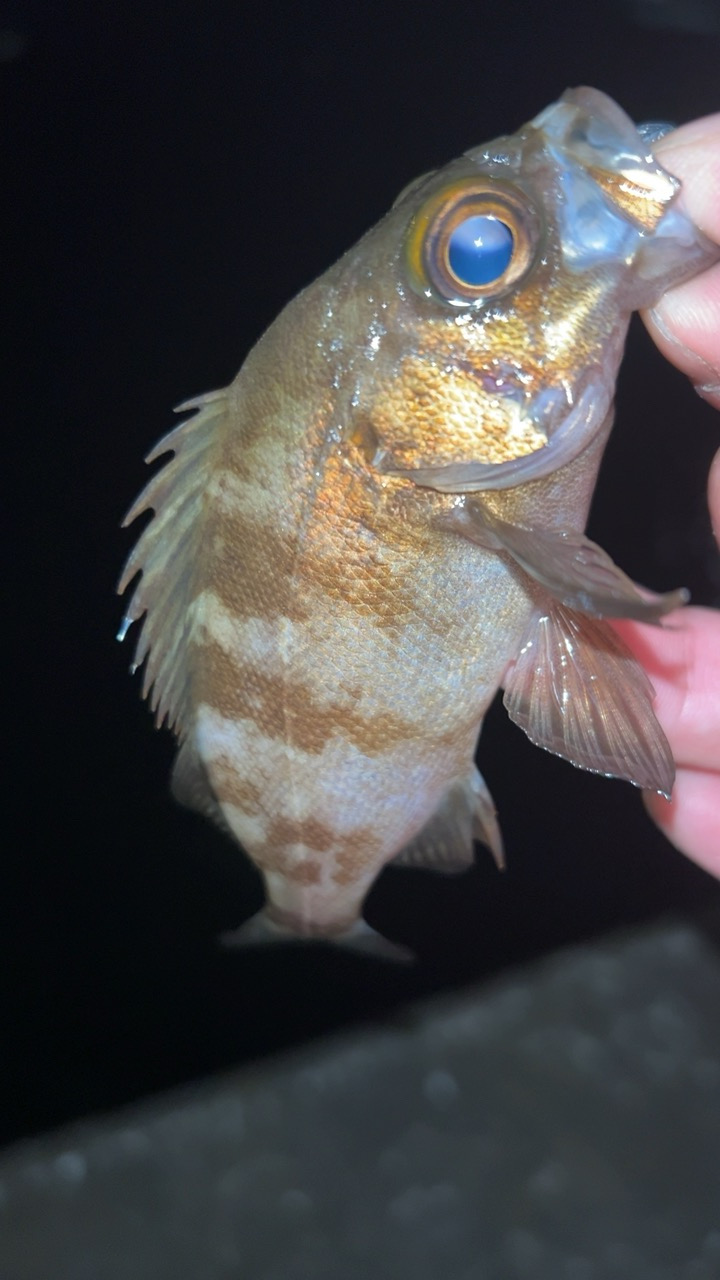 今秋はタケノコも多い?