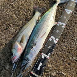 サゴシばっかー