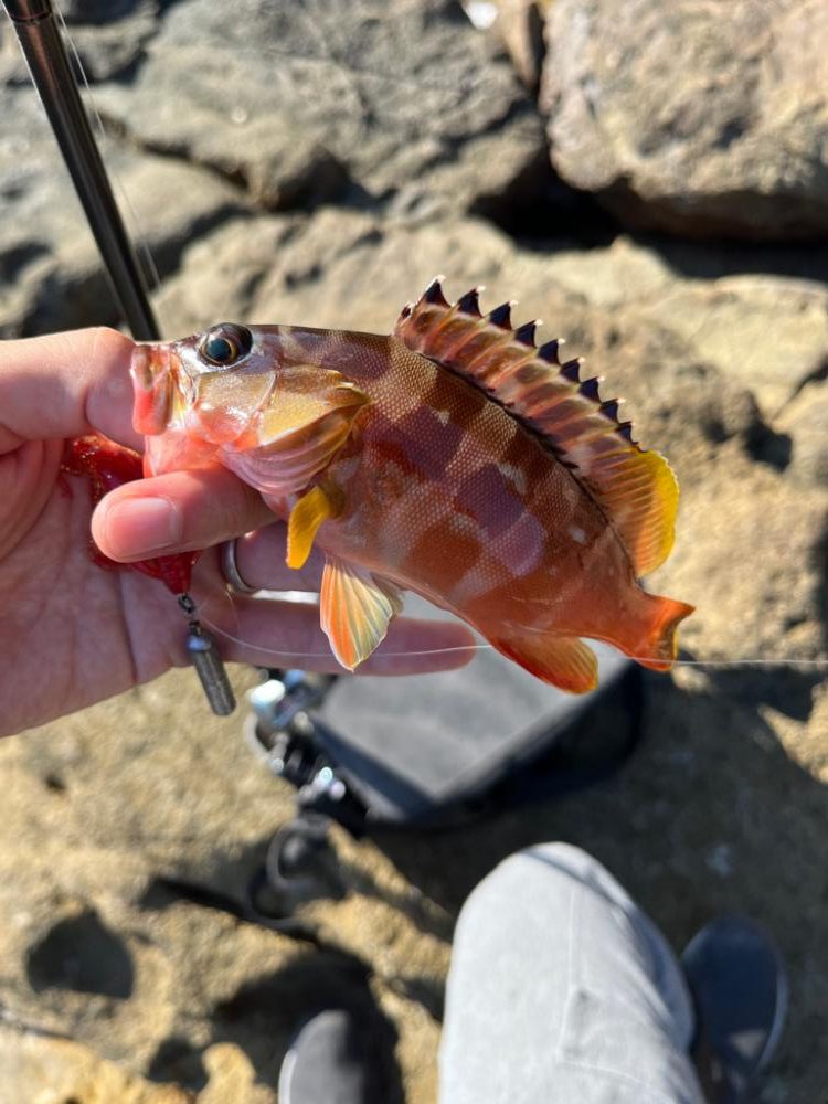 尾鷲まったり釣行