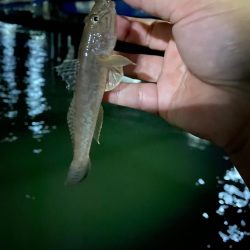 ア、アジング…