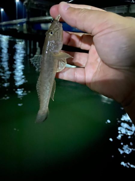 ア、アジング…