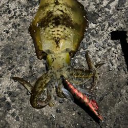 しまなみエギング大会