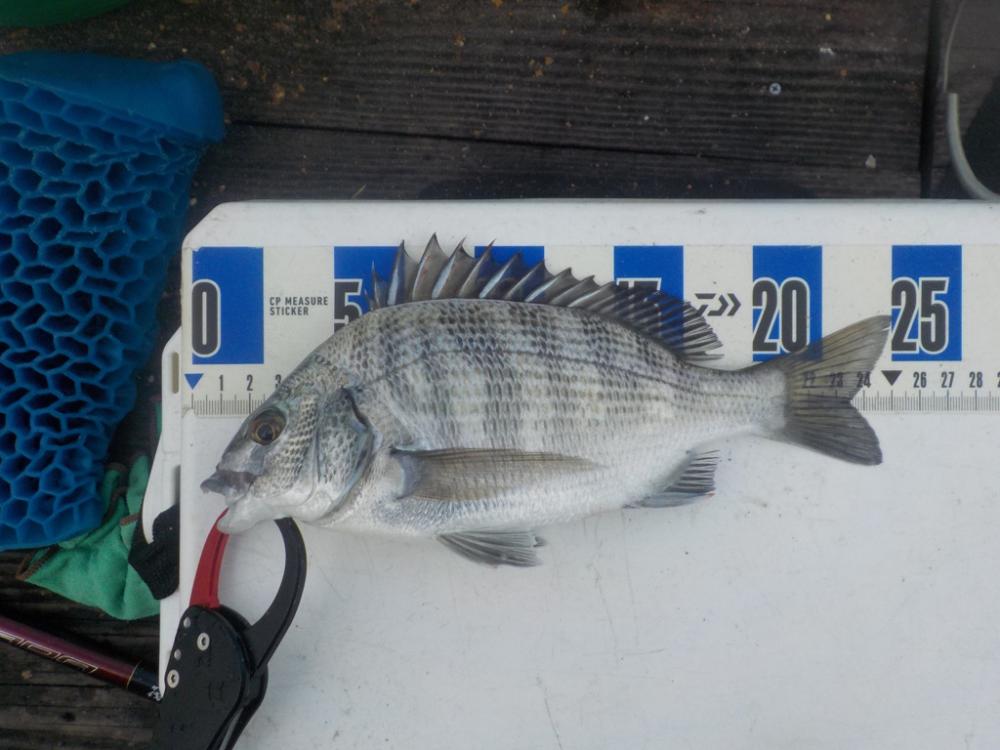 初筏かかり釣り〜舞鶴吉田たかし丸〜