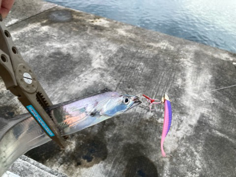 ここはパラダイスか?