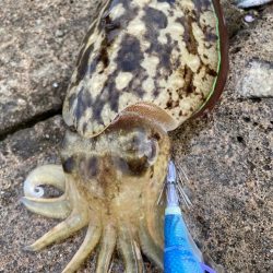 小倉でエギング