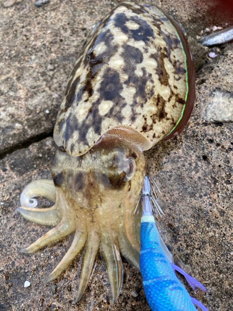 小倉でエギング