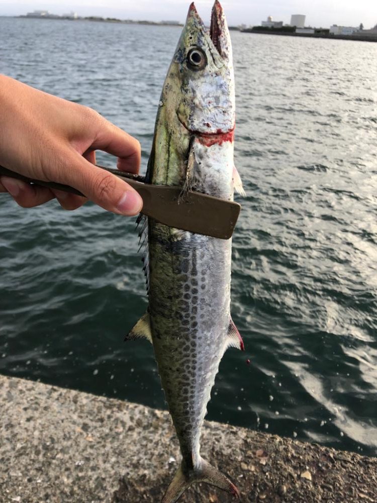 サゴシ、太刀魚