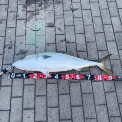 湾奥モンスター10kg鰤