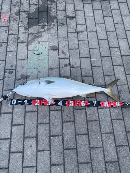 湾奥モンスター10kg鰤