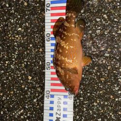 エギングで尺キジハタ