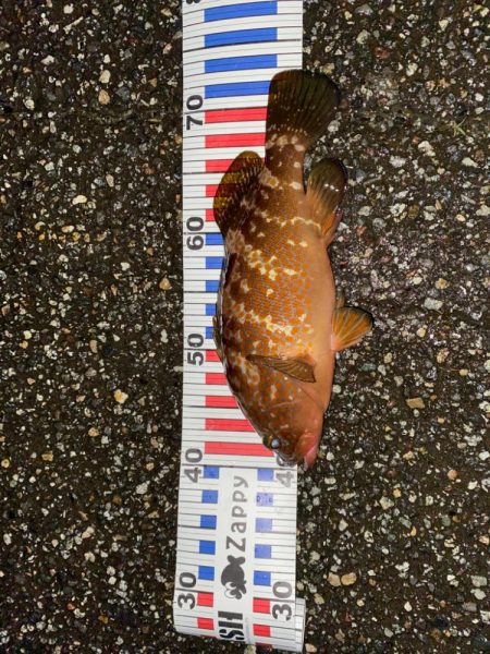 エギングで尺キジハタ