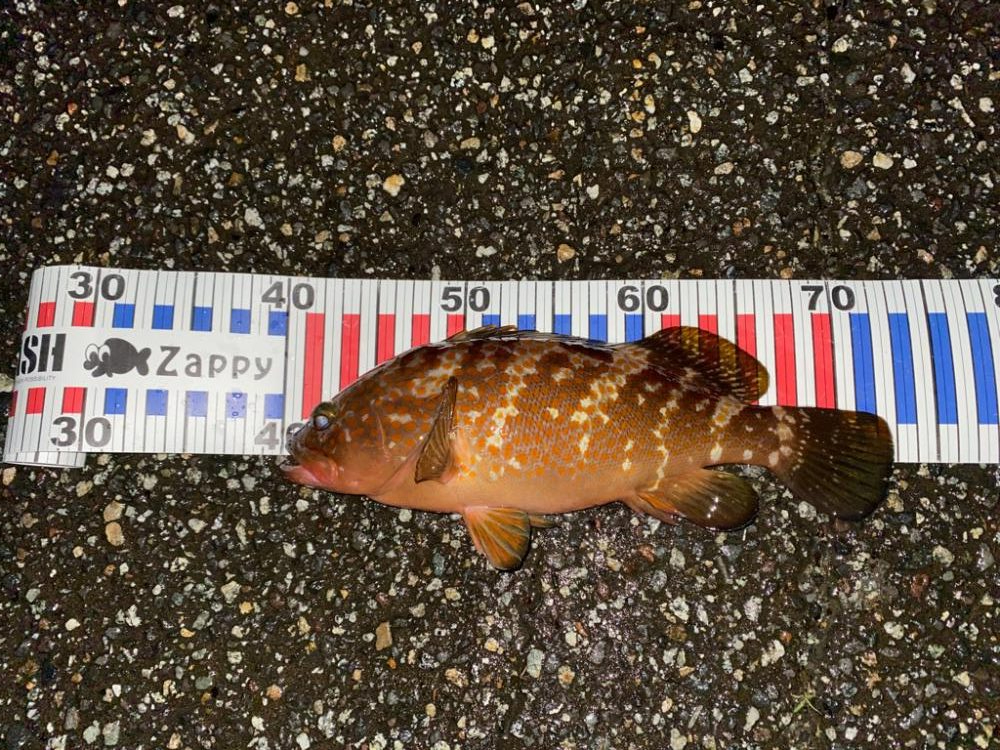 エギングで尺キジハタ