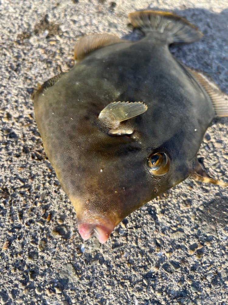 マイワシが来ました！