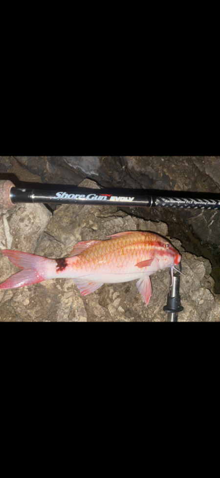 切り身のぶっ込み！