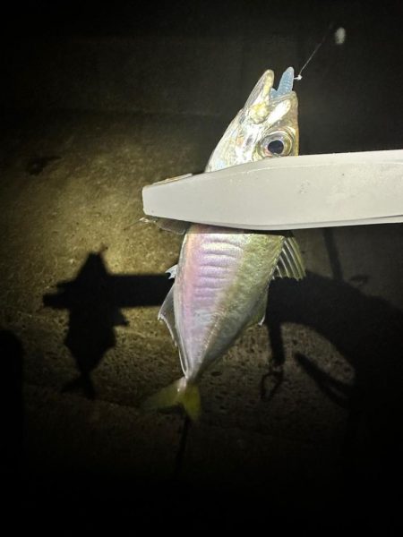 久々フロートアジング