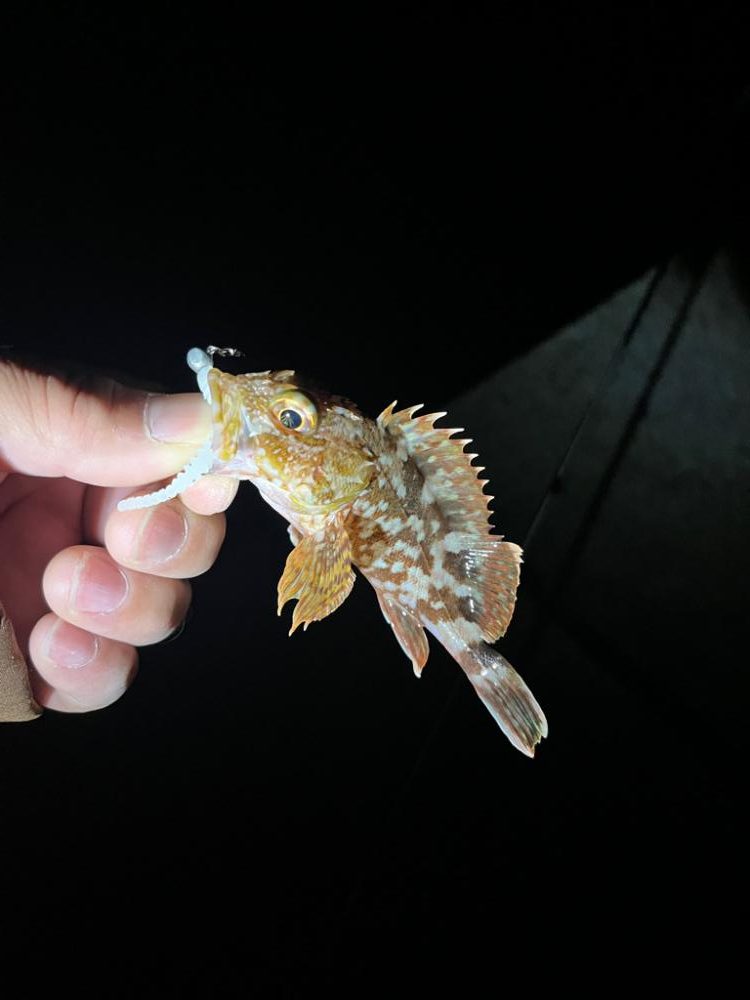 姫路ライトゲーム