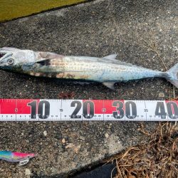 久しぶりの釣果