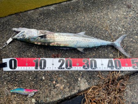 久しぶりの釣果