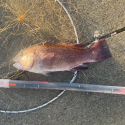 この時期 厳しい波止フカセ