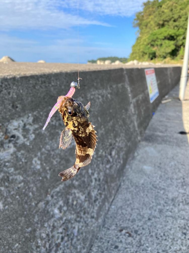 カサゴと戯れる