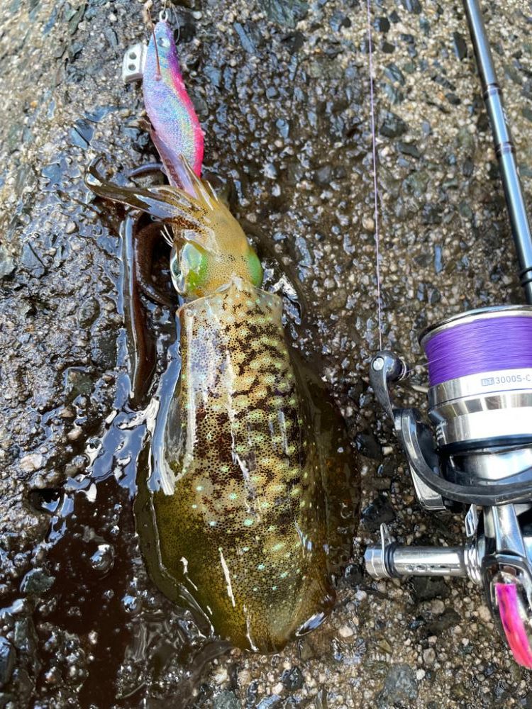 大潮干潮勝負！