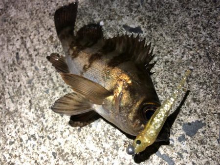 仙台付近の調査♪