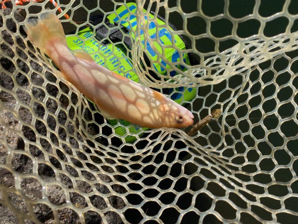 エリアトラウト