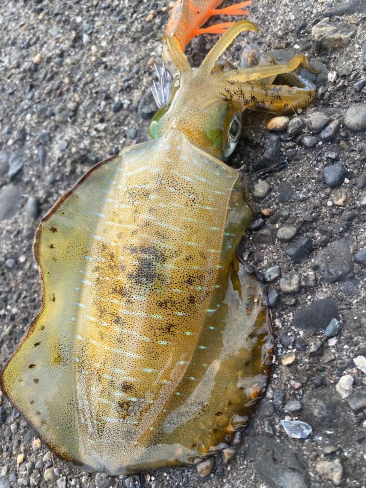 大分初エギング数釣り