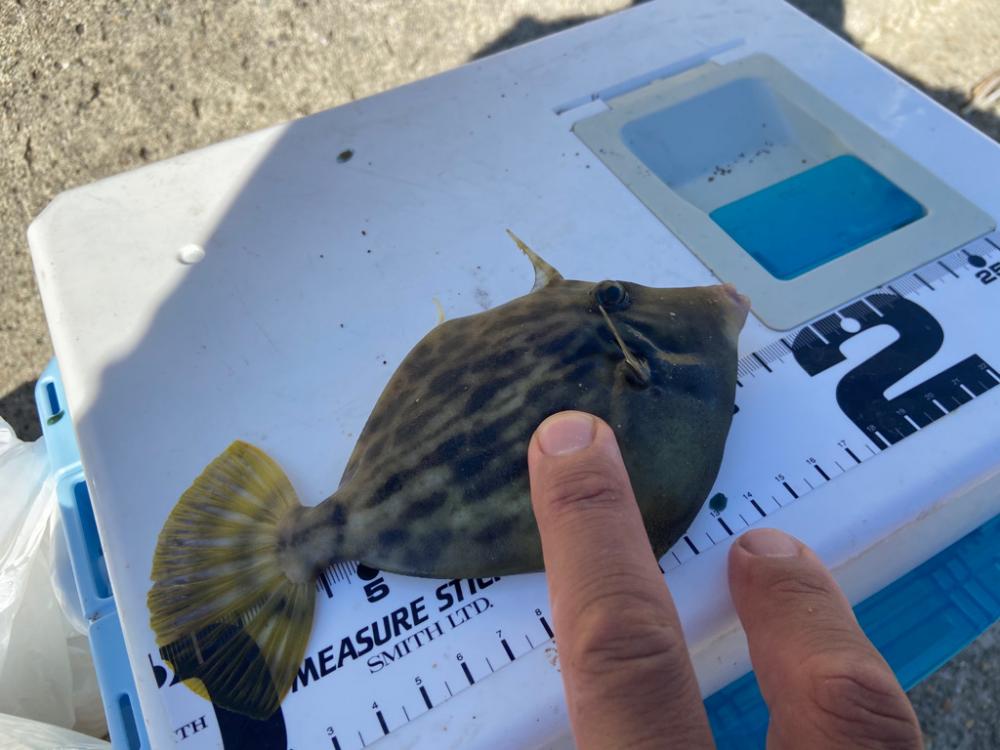 ちょい投げシロギスタの二刀流再び