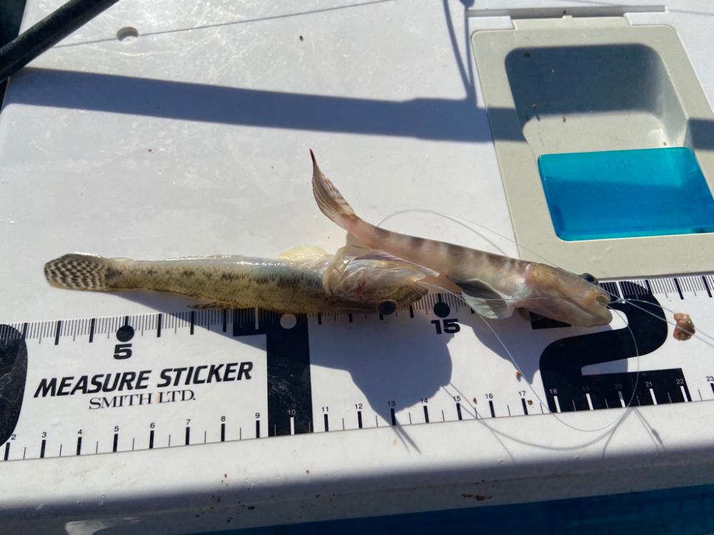 原点回帰のちょい投げシロギスtタ