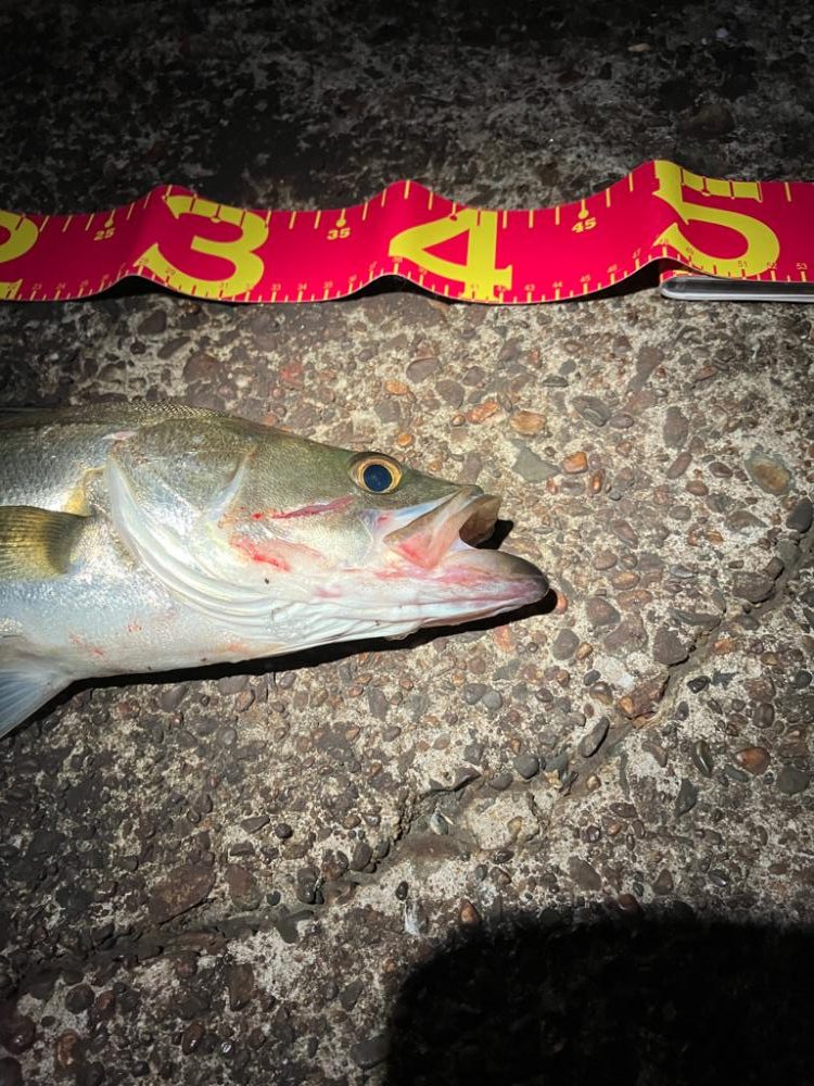 秋シーバスがスタートか？