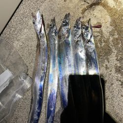 久々のタチウオ